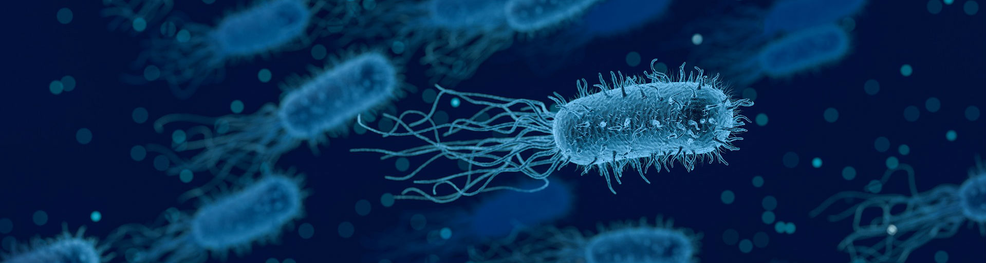 Bacteria